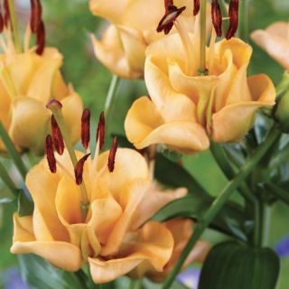 Apricot Fudge Lily Thumbnail